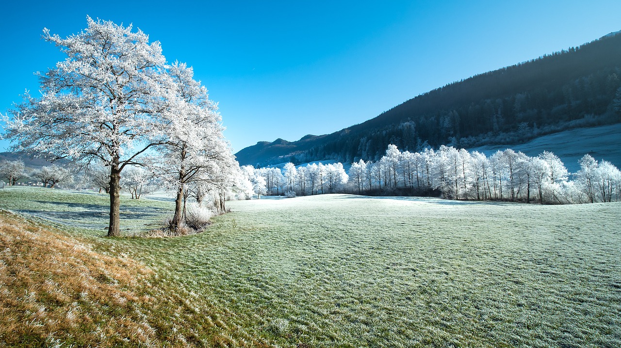 field, trees, frost-4739176.jpg